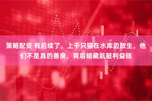 策略配资 有后续了，上千只猫在水库边放生，他们不是真的善良，背后暗藏肮脏利益链